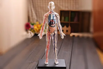 4D Master asamblat modelul medical uman anatomie corp transparent anatomice model de transport gratuit